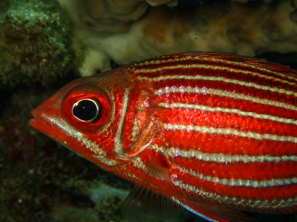 Samurai Squirrelfish (Sargocentron ittodai)