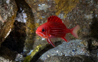 Sargocentron ittodai - Fish Rock, New South Wales, Australia