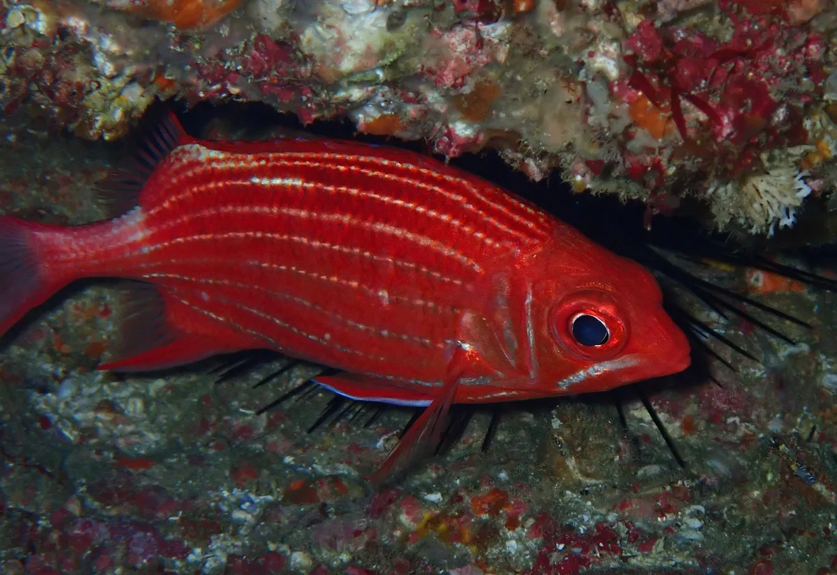 Sargocentron ittodai - Coral Sea, Point Lookout, QLD, AU