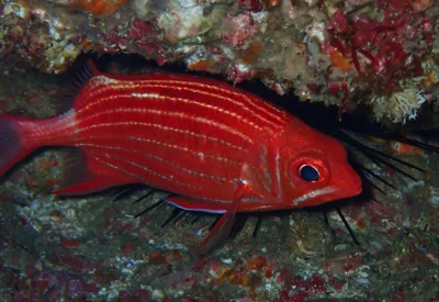 Sargocentron ittodai - Coral Sea, Point Lookout, QLD, AU