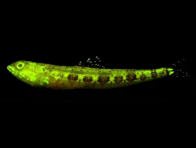 Biofluorescence of Synodus dermatogenys