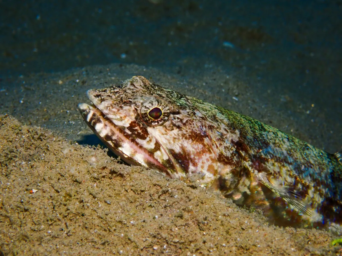Sand Lizardfish