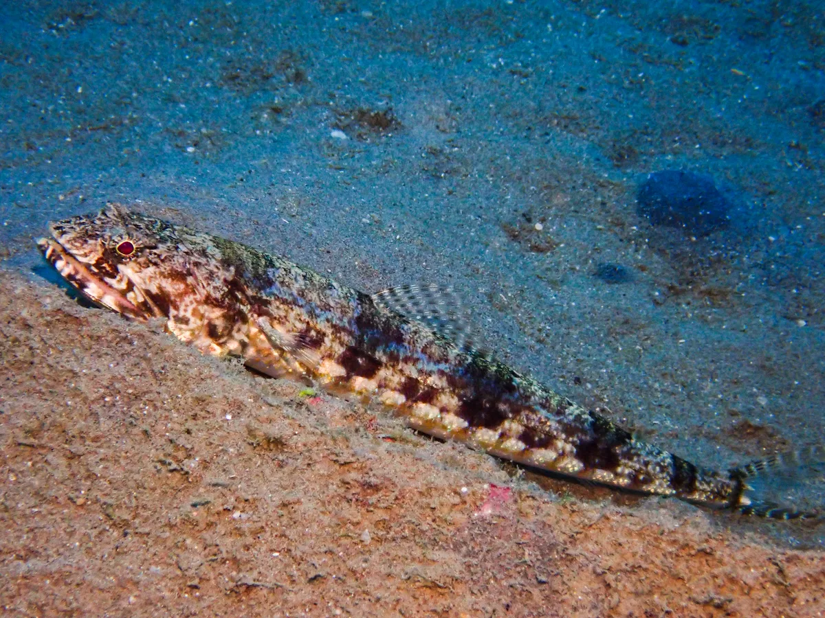 Sand Lizardfish