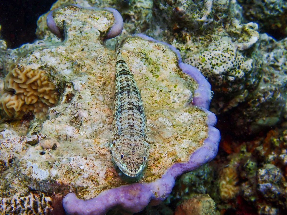 Sand Lizardfish