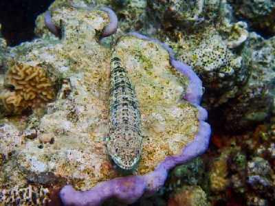 Sand Lizardfish