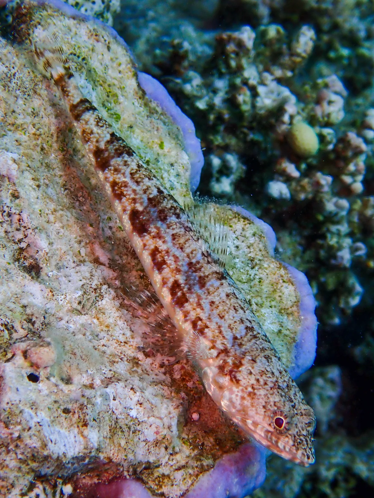 Sand Lizardfish