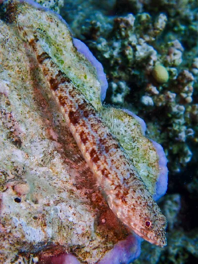 Sand Lizardfish