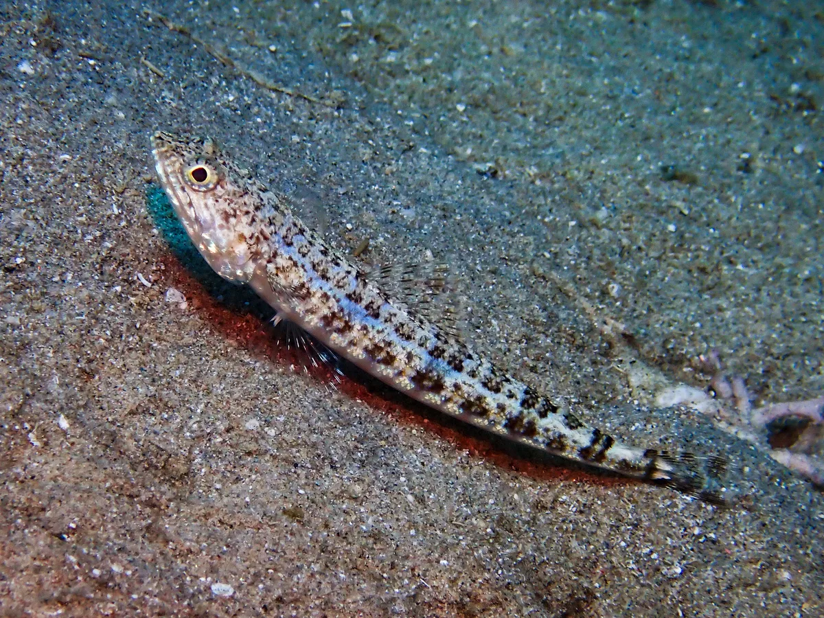 Sand Lizardfish