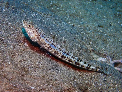 Sand Lizardfish