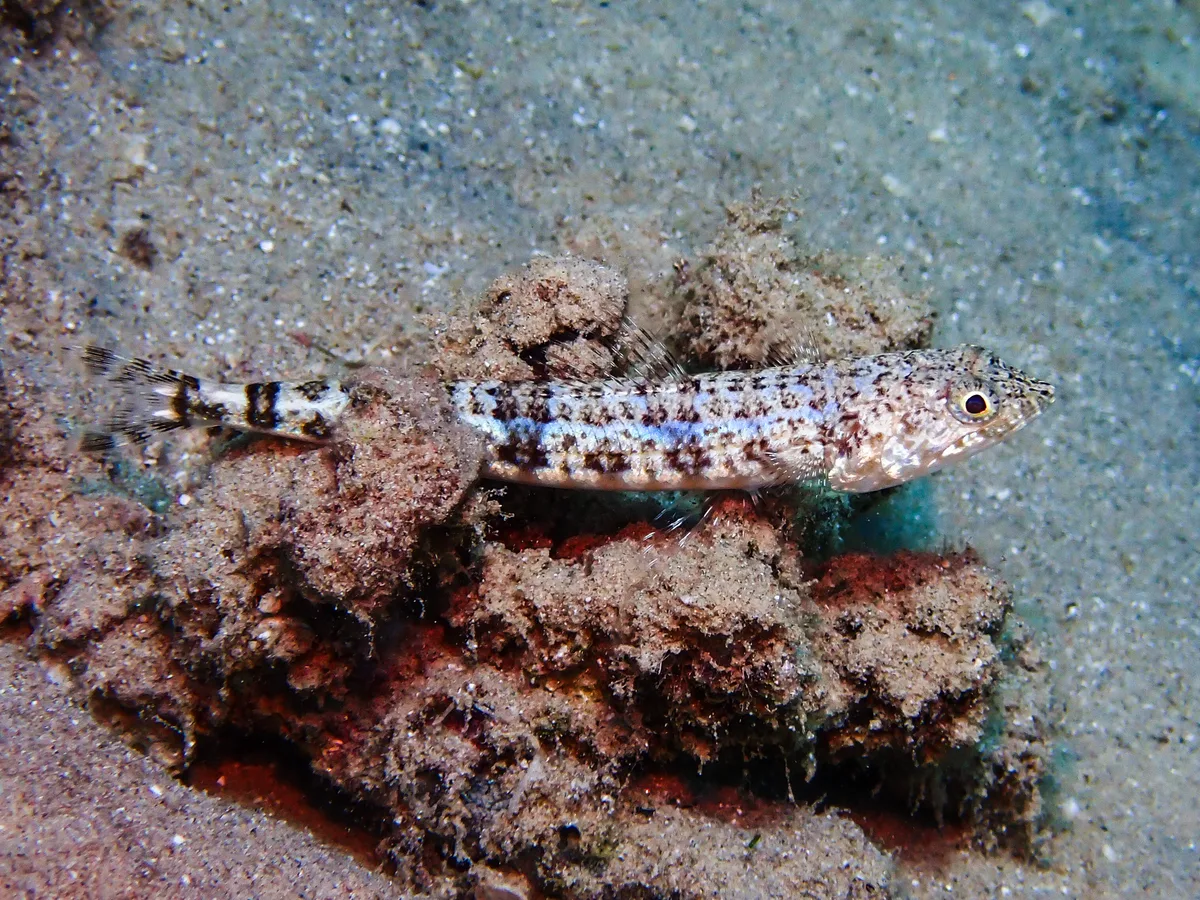 Sand Lizardfish
