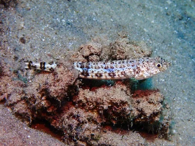 Sand Lizardfish
