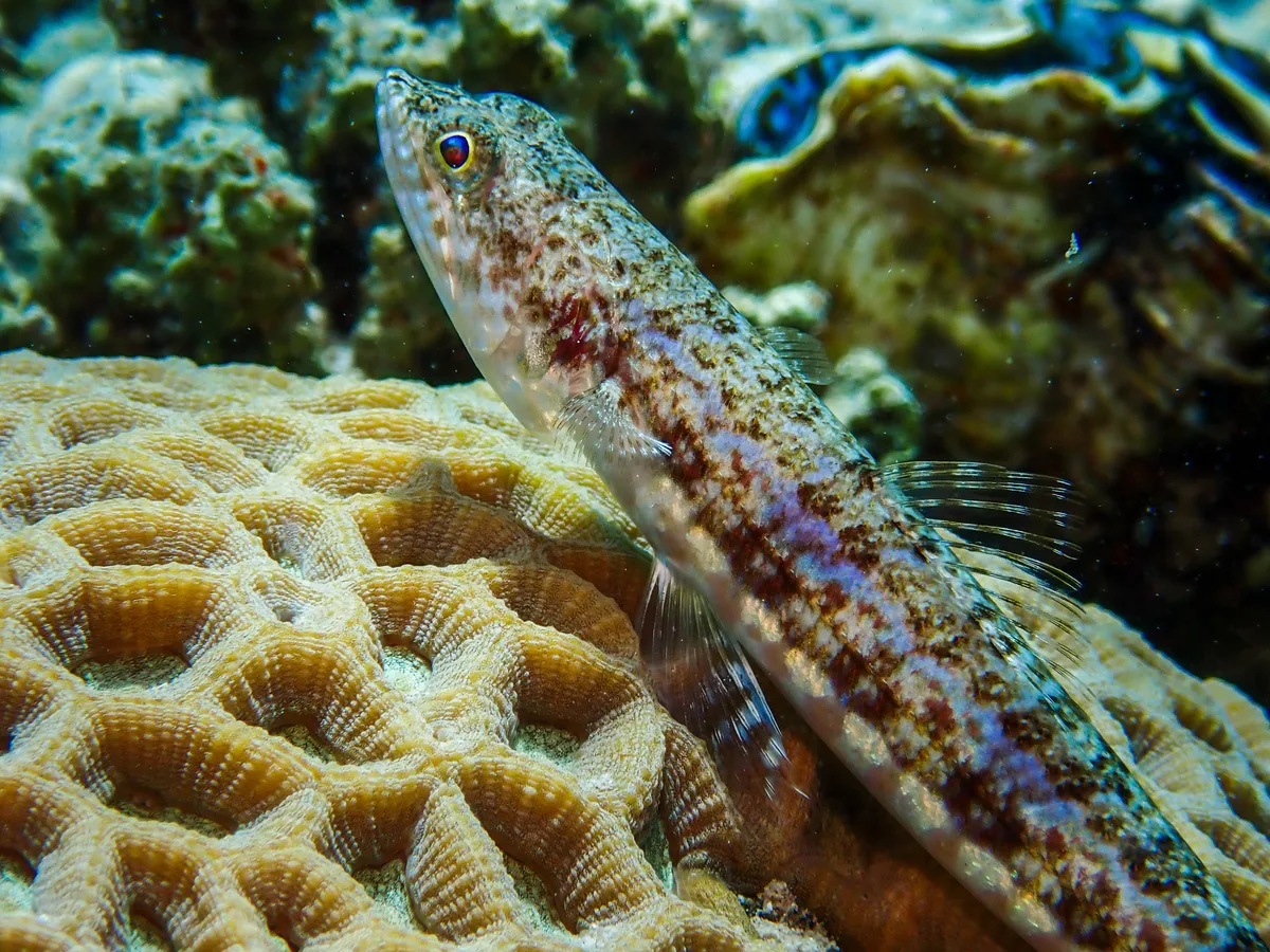 Sand Lizardfish