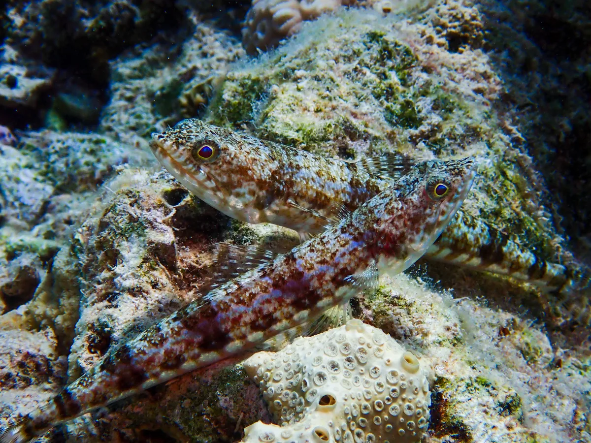 Sand Lizardfish