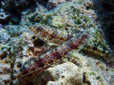 Sand Lizardfish
