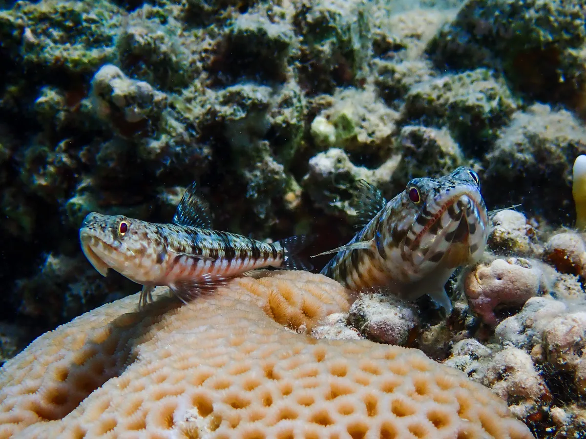 Sand Lizardfish