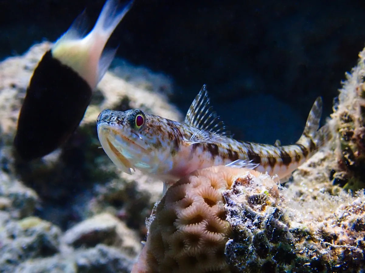 Sand Lizardfish