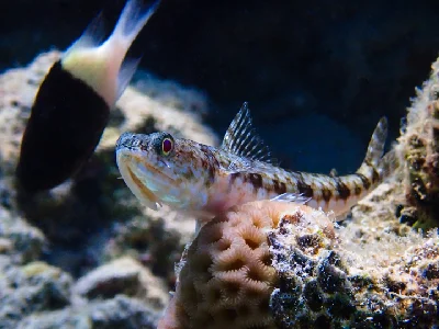 Sand Lizardfish