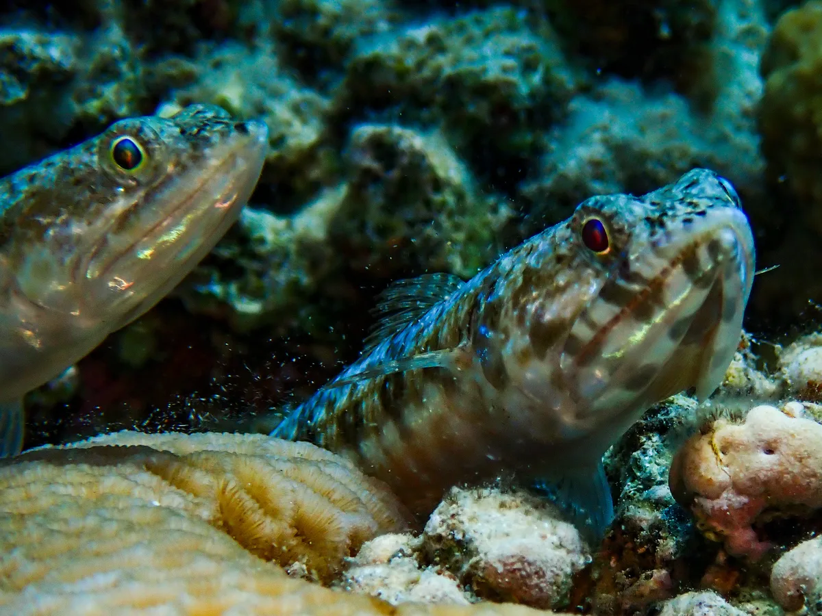 Sand Lizardfish