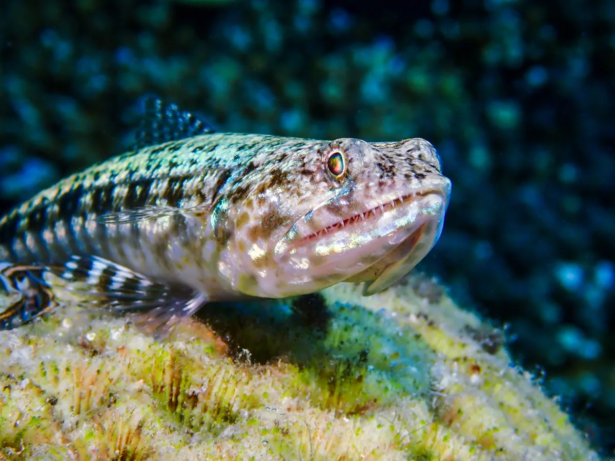 Sand Lizardfish