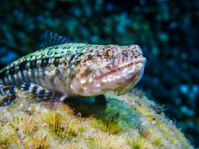 Sand Lizardfish