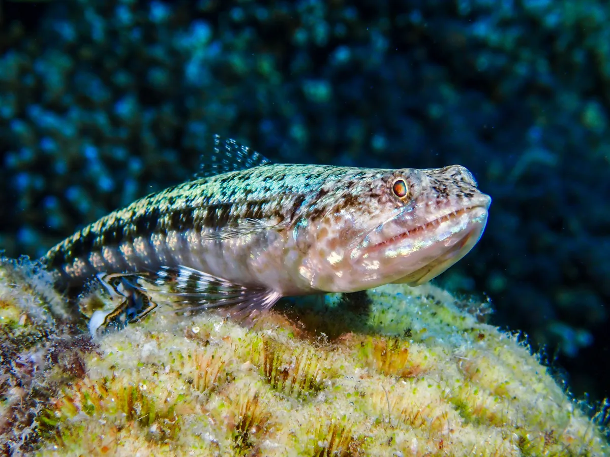 Sand Lizardfish