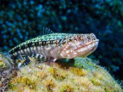 Sand Lizardfish