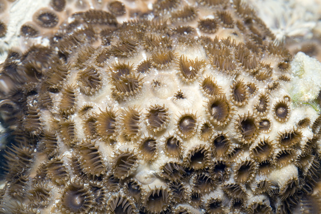 IMG_9088 mat zoanthids