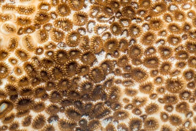 IMG_6136 colonial zoanthids