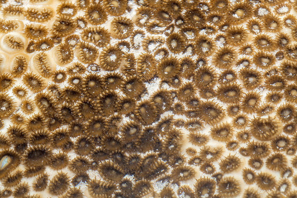 IMG_6136 colonial zoanthids