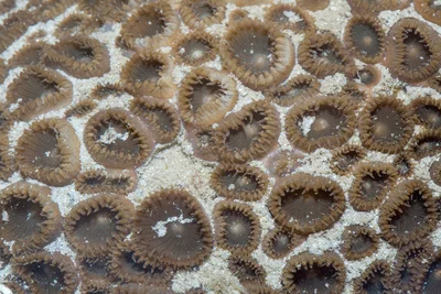 _Z2A9937 Palythoa tuberculosa