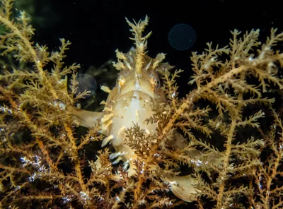 Histrio histrio camouflaged