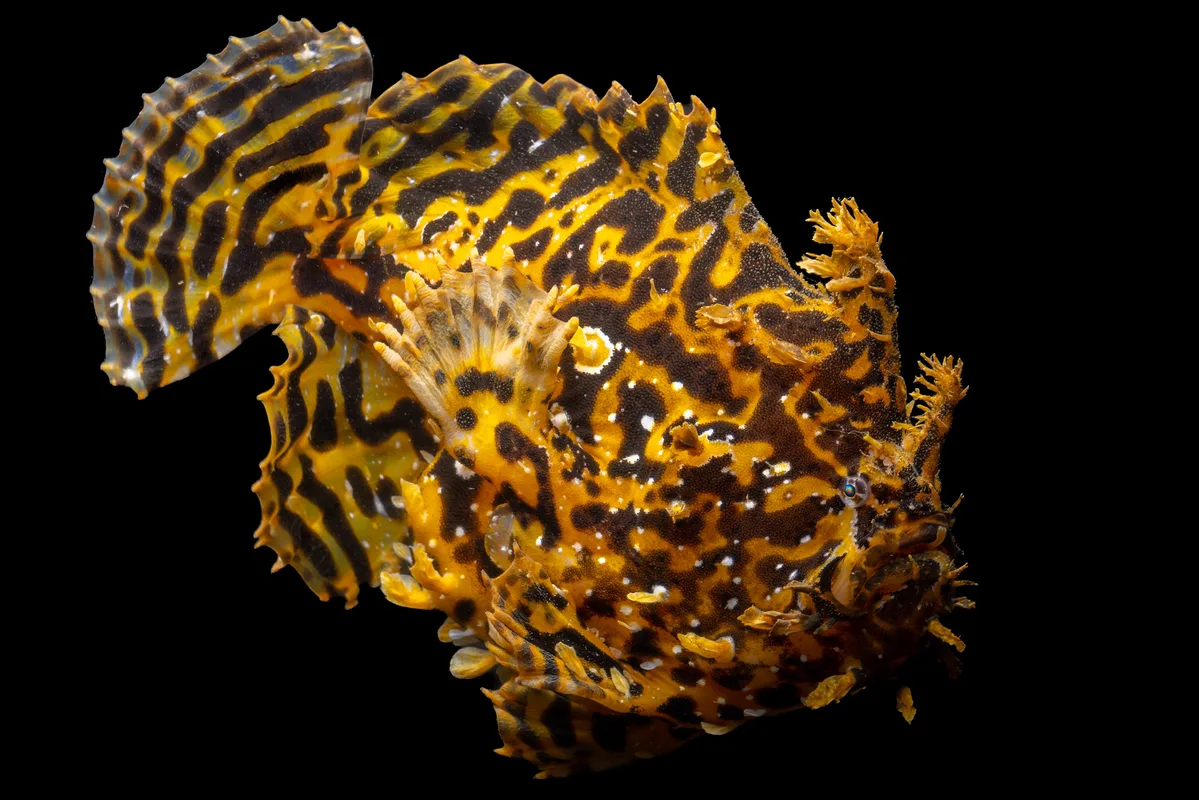 Sargassumfish - Histrio histrio