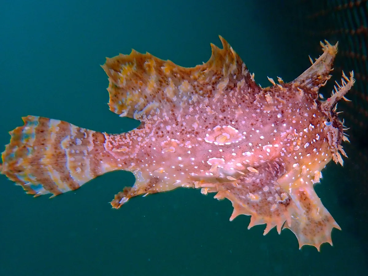 Histrio Histrio.斑紋光躄魚.