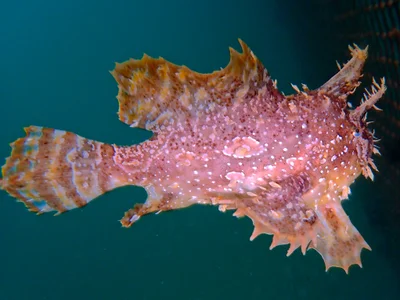 Histrio Histrio.斑紋光躄魚.