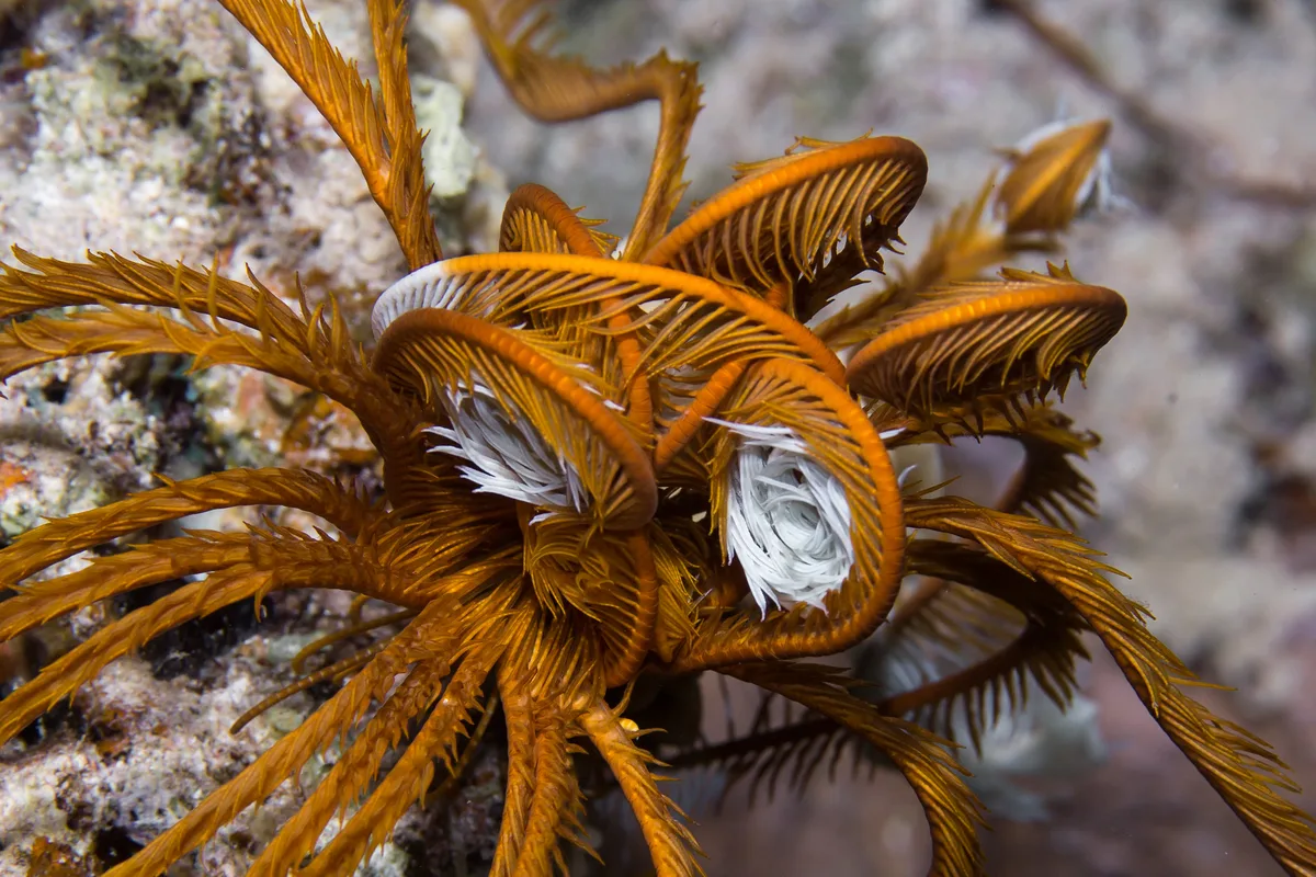 Sawtoothed Feather Star (Oligometra serripinna)