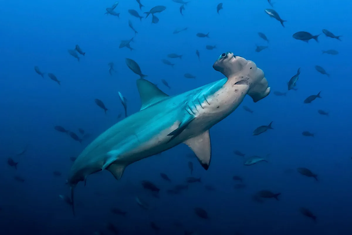 Scalloped Hammerhead