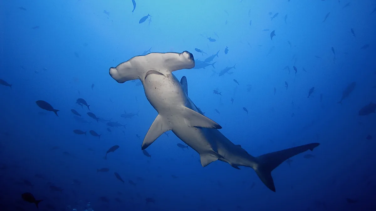 Scalloped Hammerhead