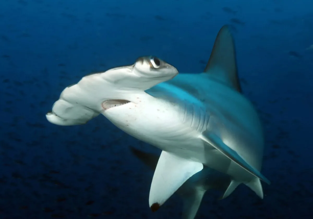 Scalloped Hammerhead