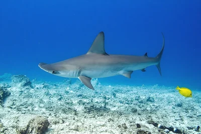 Happy Shark Week  -  Scalloped Hammerhead Shark
