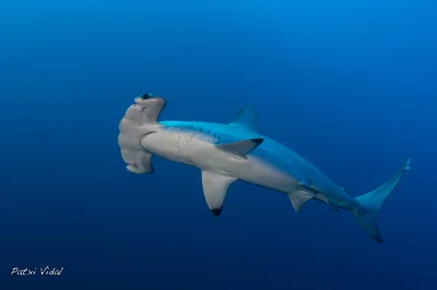 Scalloped hammerhead shark (Sphyrna lewini)
