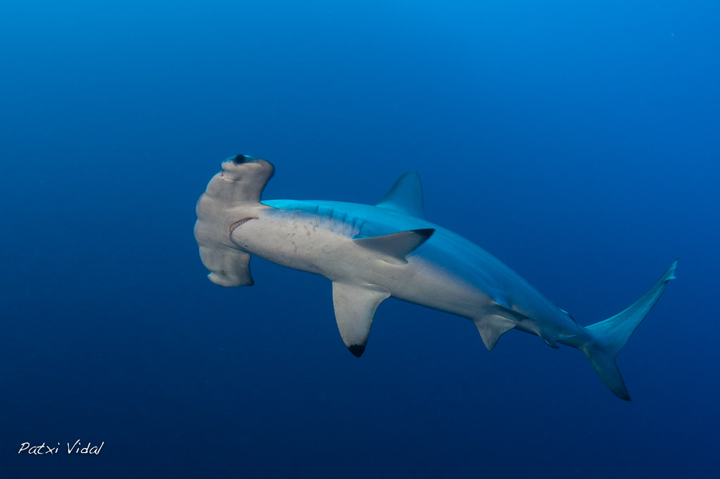 Scalloped hammerhead shark (Sphyrna lewini)