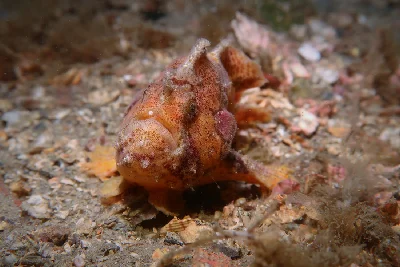 Scarlet Frogfish