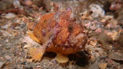 Scarlet Frogfish