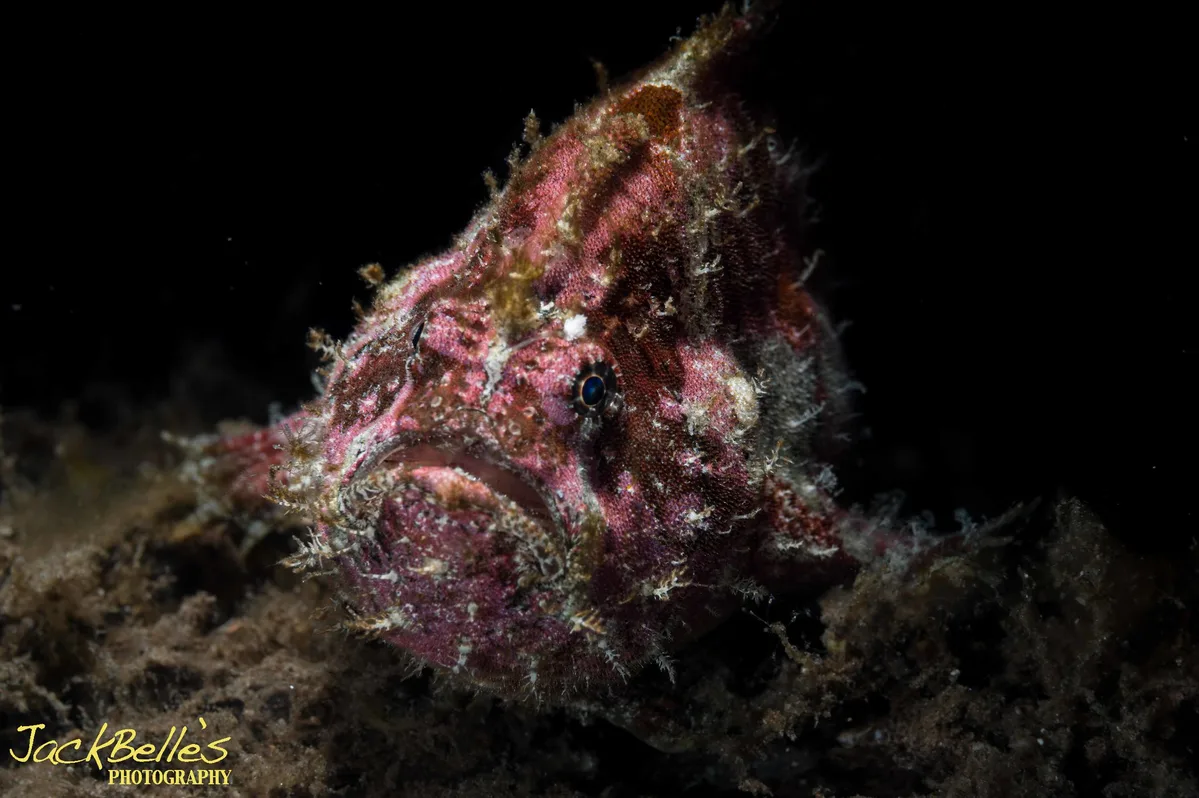 Abantennarius coccineus