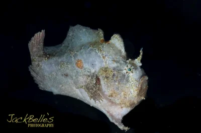 Abanntenarius coccineus