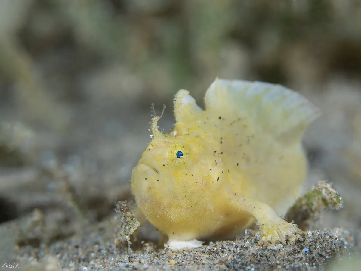 Abantennarius coccineus - Freckled Anglerfish