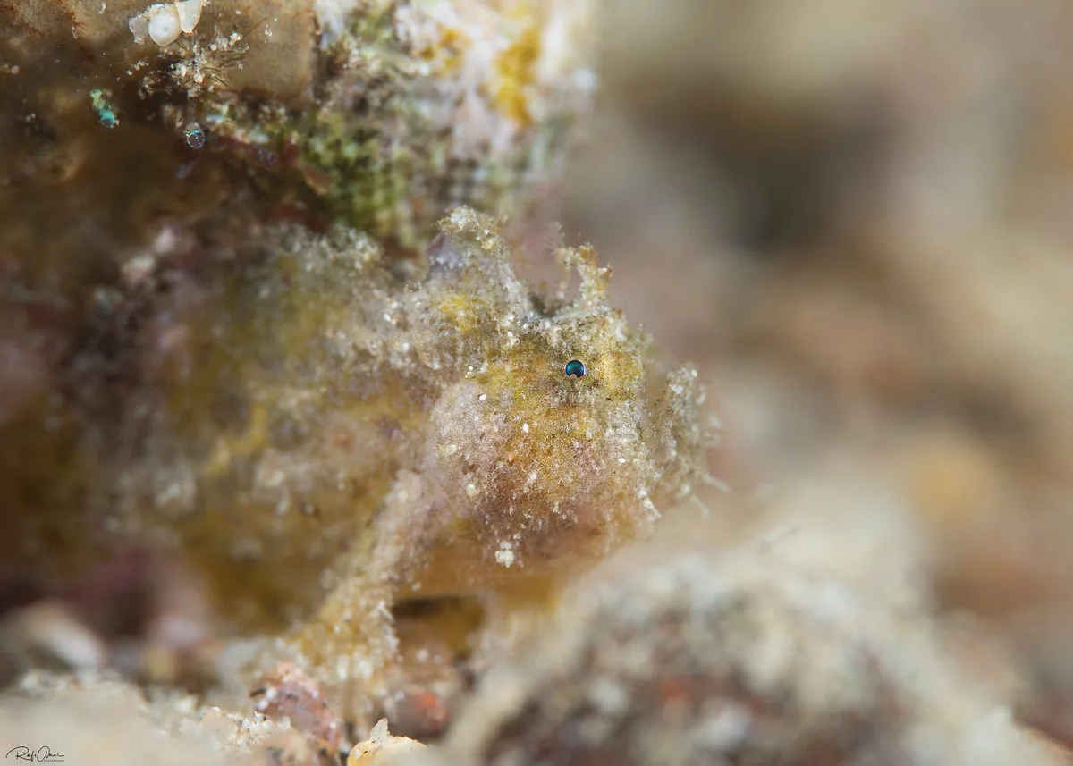 Abantennarius coccineus - Hawaiian Frogfish