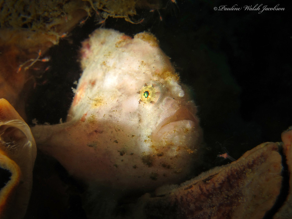 lembeh 16 IMG_8200a sm Scarlet or Freckled Frogfish Abantennarius coccineus, Aer Bajo 1