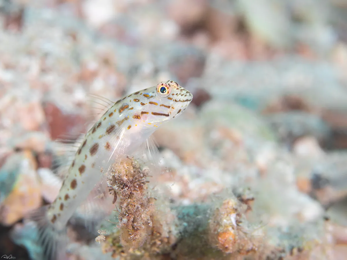 Scarlet Shrimpgoby