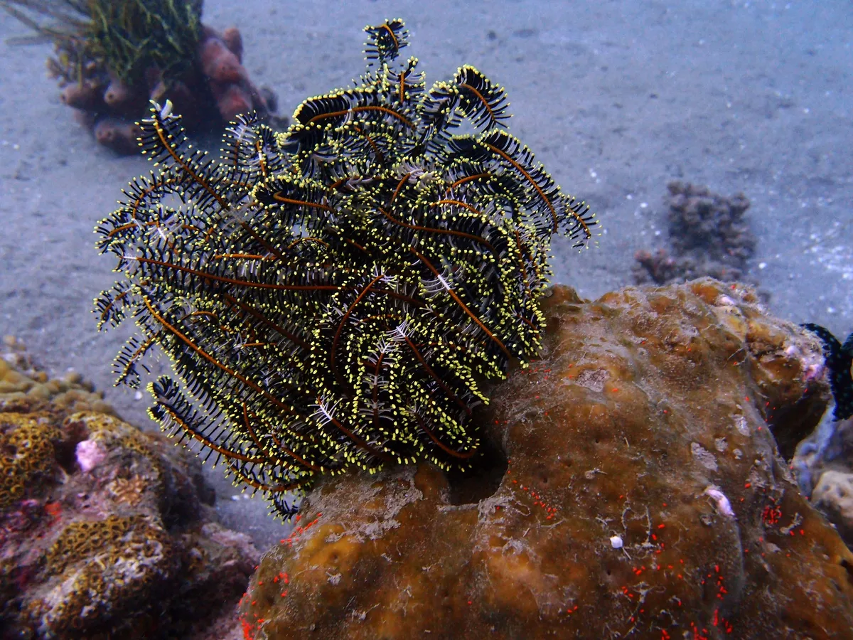 Comaster schlegelii